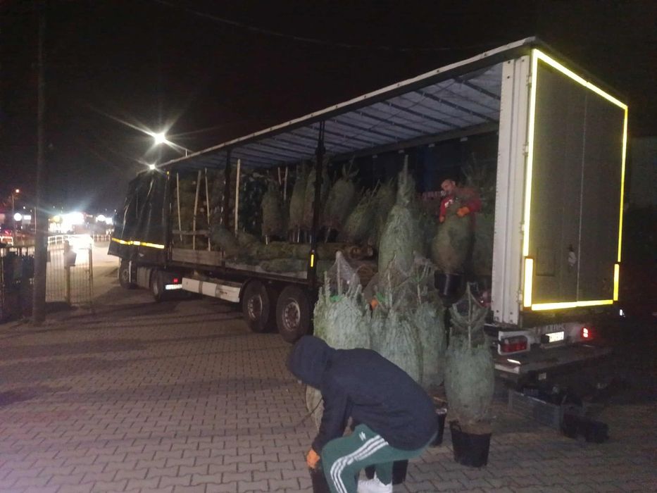 Choinki jodły kaukaskie