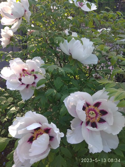 Продам саженцы древовидного пиона