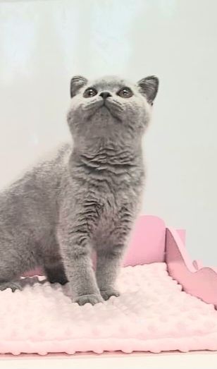 Gatinha British shorthair
