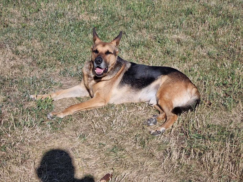 Oddam pieska (Owczarka) seniora w dobre ręce