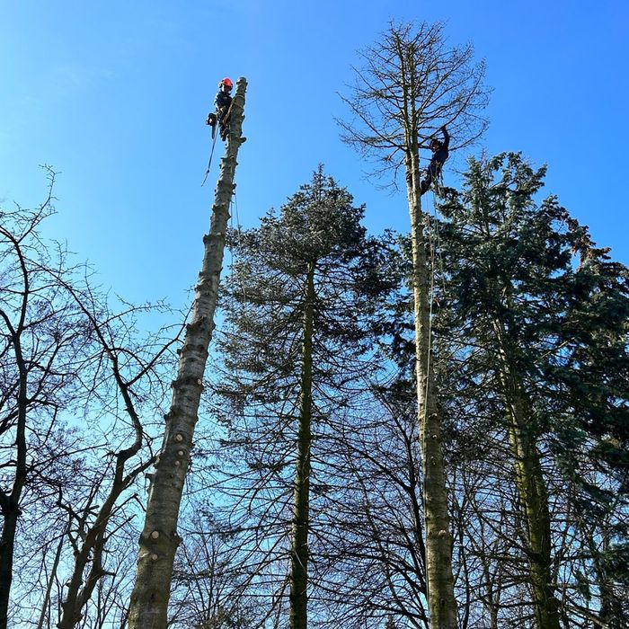 Wycinka drzew metodą alpinistyczną skracanie koron drzew w miejscach