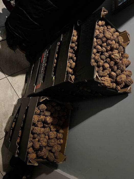 Orzechy włoskie 8zl kg (ok 60kg)