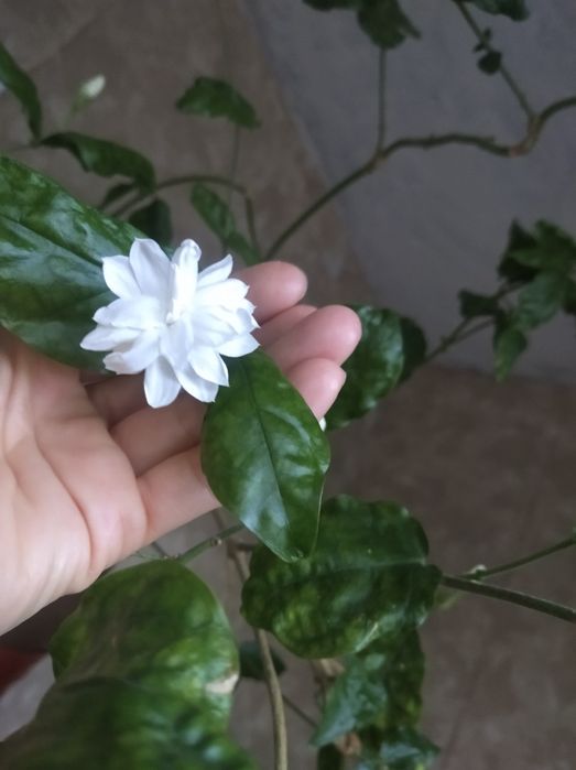 Жасмин Майсур Мали комнатный 300 грн