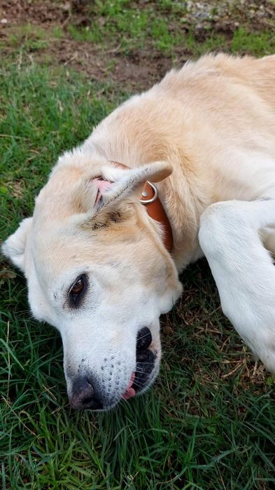 O melhor cão do mundo