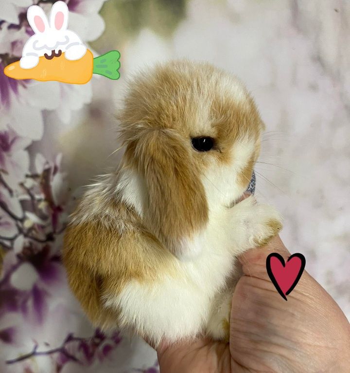 Kroliczki mini lop miniaturka hodowla zarejestrowana