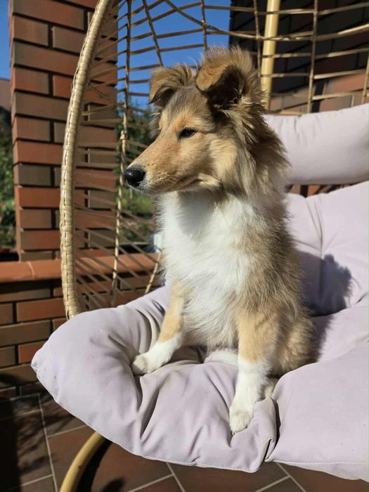 Gotowy do odbioru-Szceniak Owczarek Szkocki Długowłosy Collie FCI