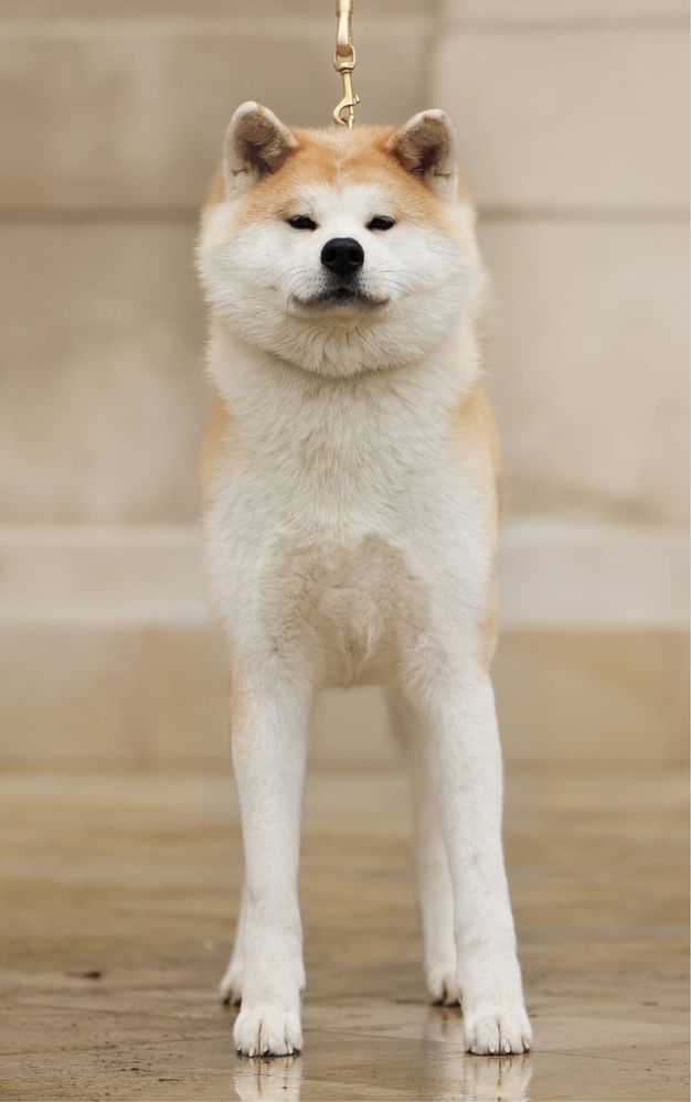 Akita Inu FCI/ZKwP