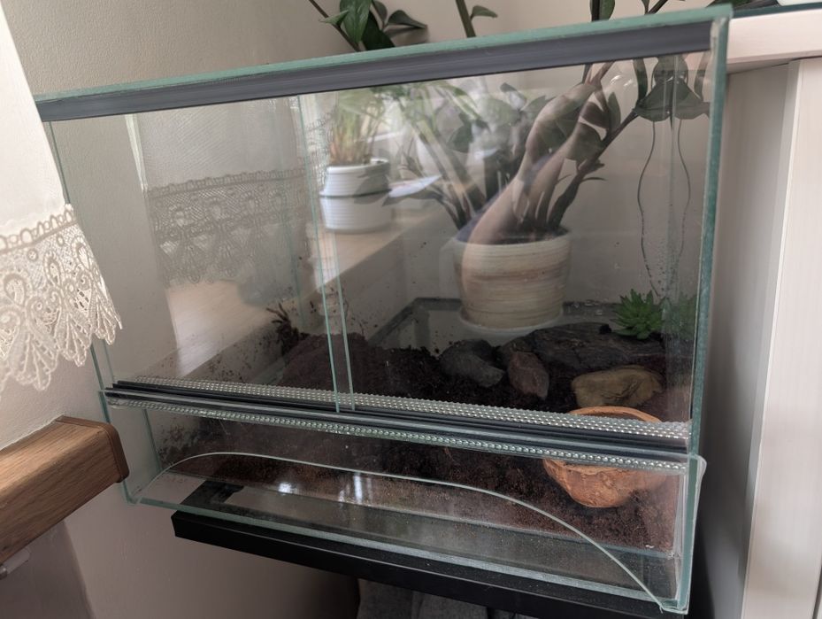 Ptasznik z terrarium i wyposażeniem samica