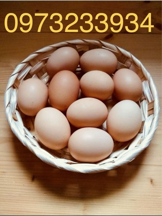 Інкубаційне яйце Амроксів