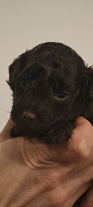 Той Пудель Шоколад