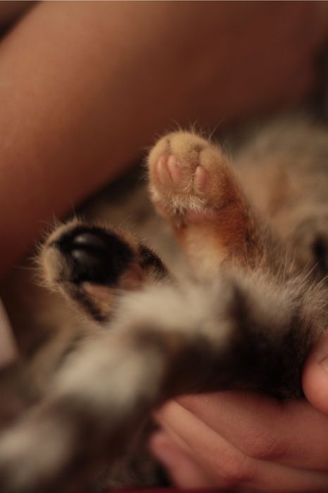 Тактильна кішечка в добрі руки