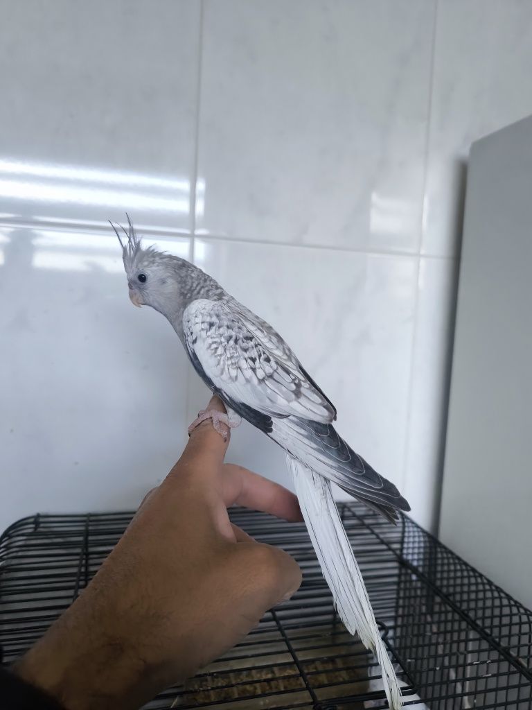 Caturras domesticadas