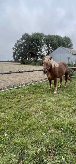 Klacz sokolska ze źrebakiem/ klacz sokolska zrebna