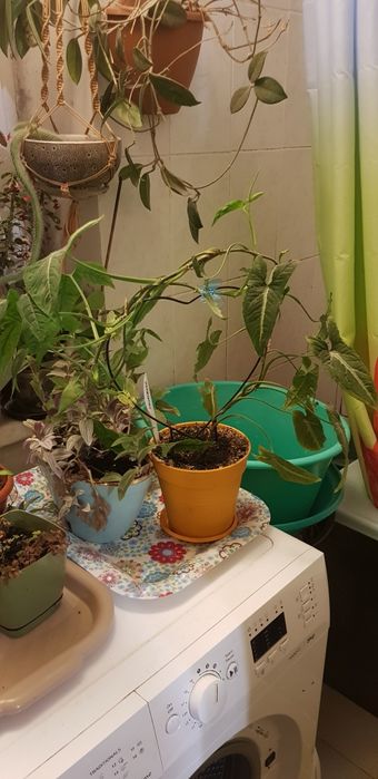 Сингониум Wendlandii