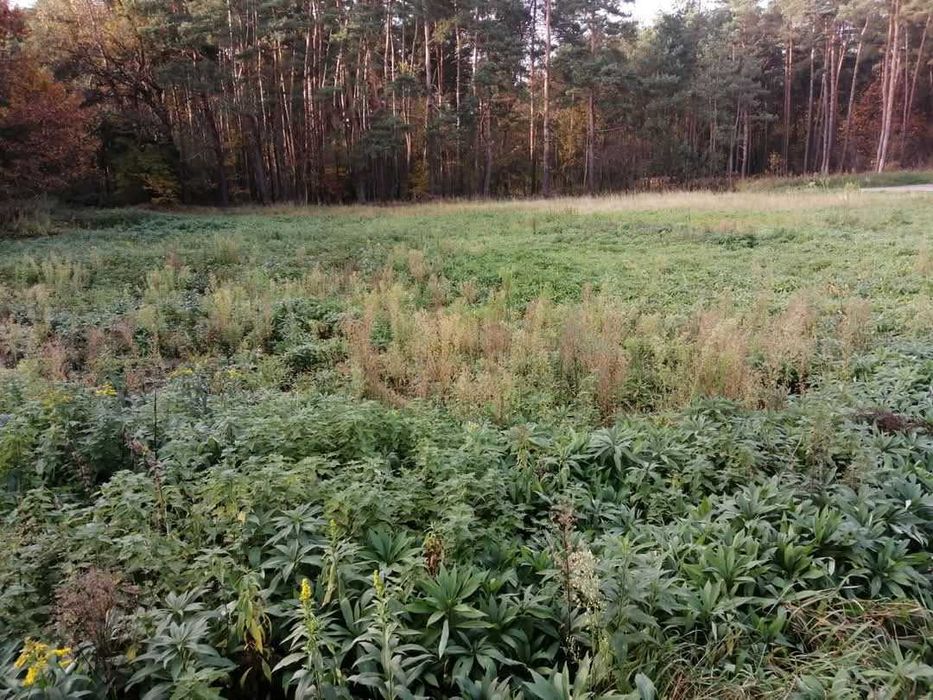 Piekna Działka 16 ar Annopol ul, Leśna blisko lasu i rzeki Wisły
