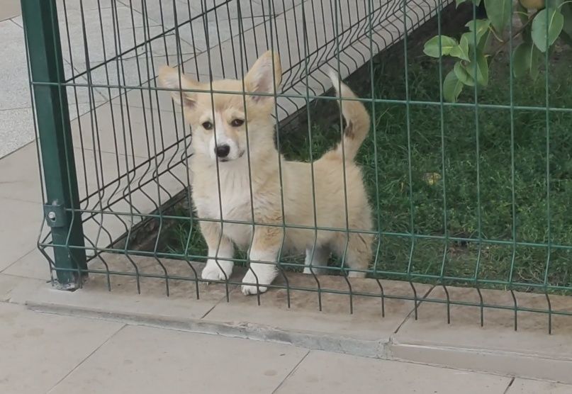 Мальчик и девочки корги.