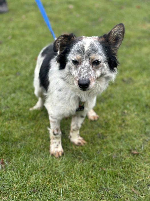 Młody wspaniały psiak szuka swojego domu