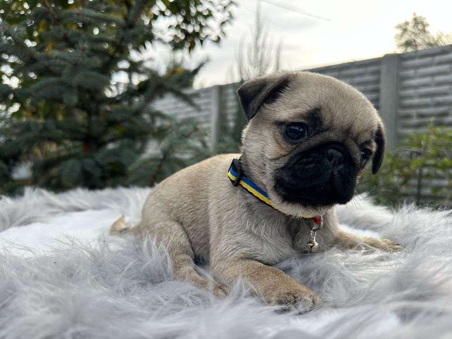 Красуня мопс ))