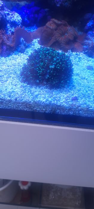 Coral Água Salgada