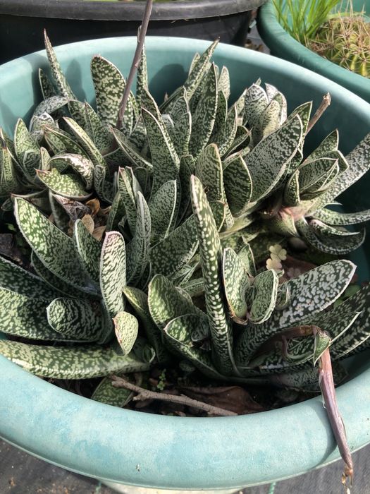 suculentas  muito bonitas