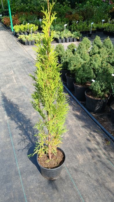 Туя смарагд, туя брабант, кедр
