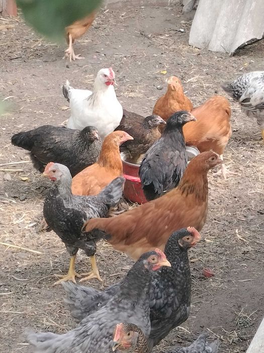 Sprzedam młode kokoszki