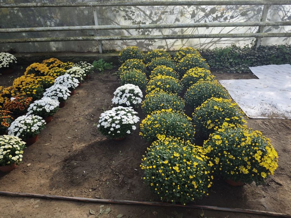 Chryzantemy drobnokwiatowe chryzantema kwiaty doniczkowe