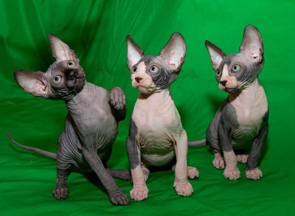 Канадськи Сфінкси і Ельфи від заводчика.