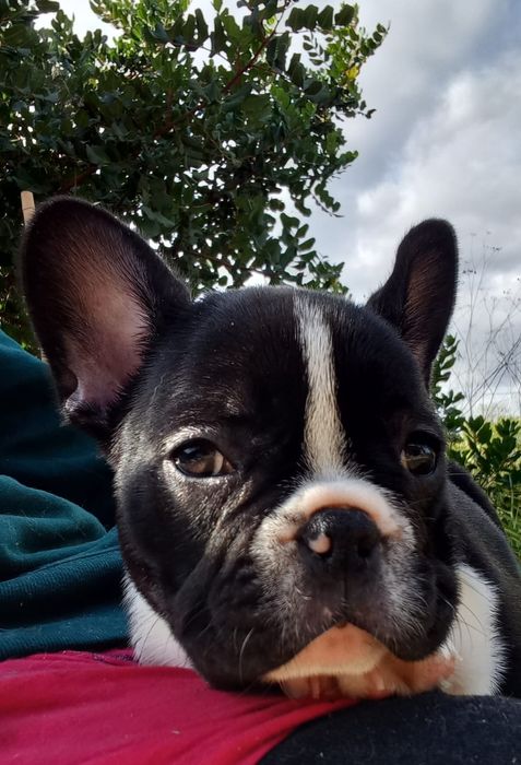 Bulldog Francês Fêmea