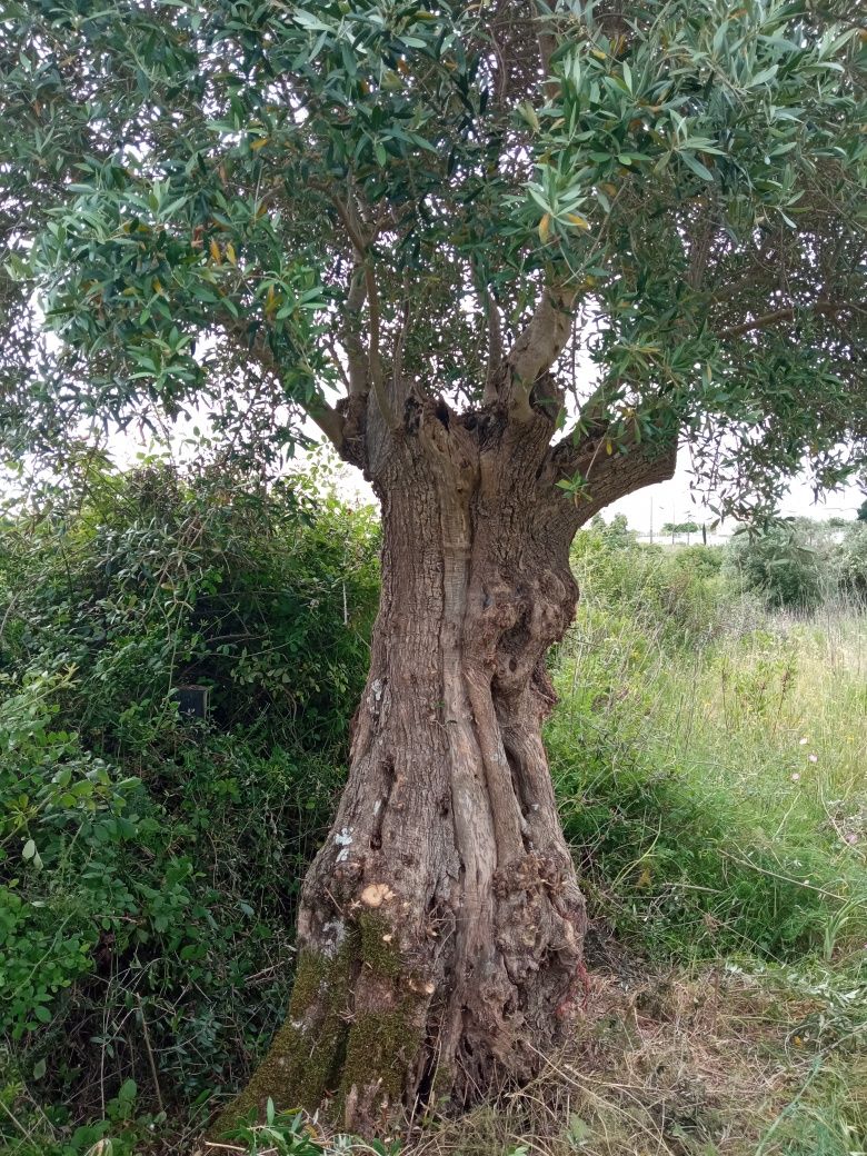 Oliveiras centenarias para jardim ou lenha