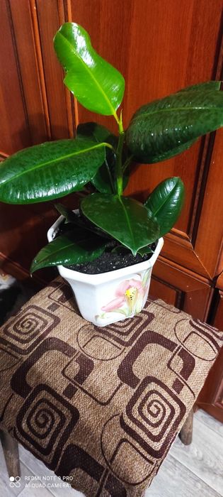 Фикус каучуковый