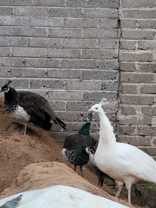 Pawie samica i młode