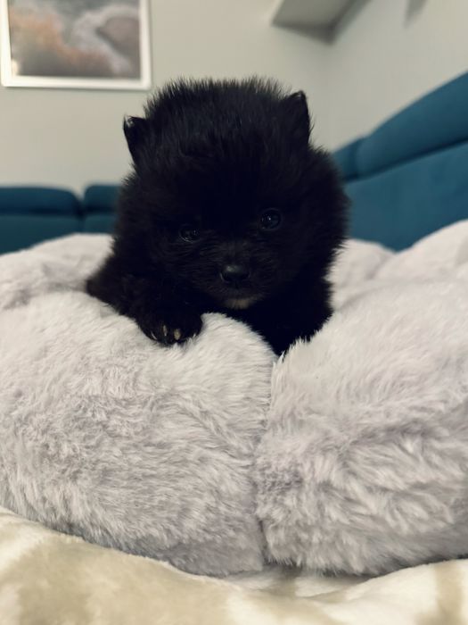 **Scooby** Szpic miniaturowy, Pomeranian piesek