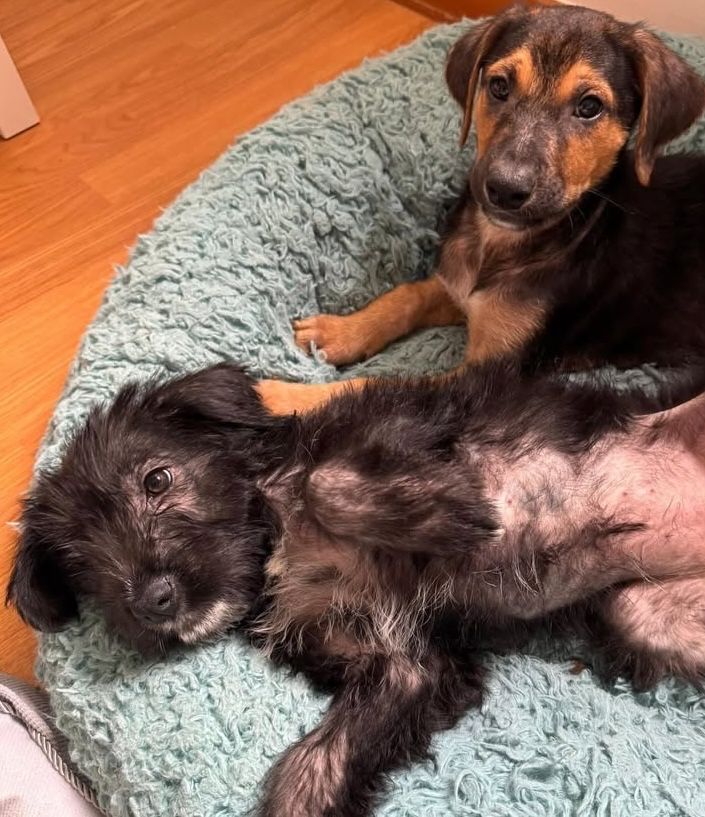 4 cachorros para adoção responsável