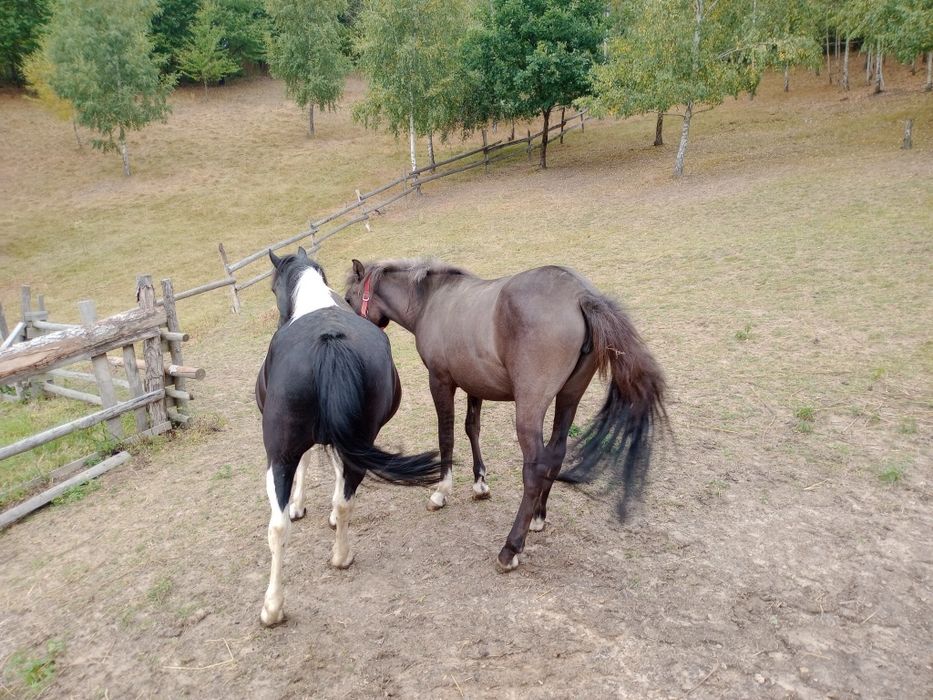 Sprzedam klacz huculską