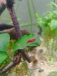 Krewetki akwariowe cherry