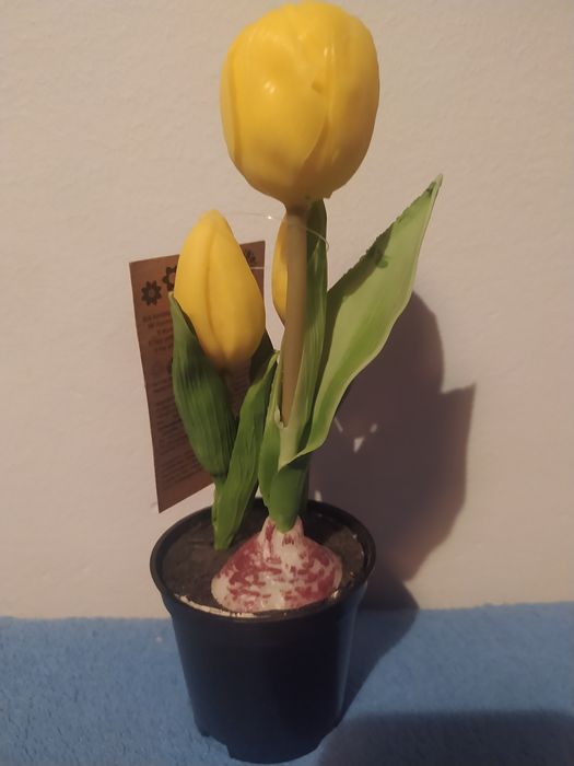 Tulipany w doniczce