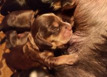 Cocker Spaniel Angielski Możliwość Rezerwacji