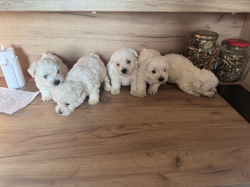 Śliczny Piesek West Highland White Terrier