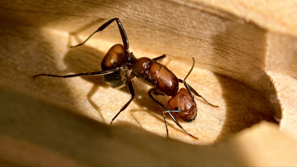 Camponotus nicobarensis królowa+10-15 robotnic