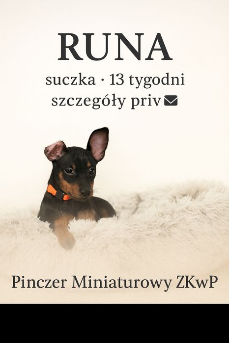 Pinczer Miniaturowy ZKwP _przebadane  _bogata wyprawka