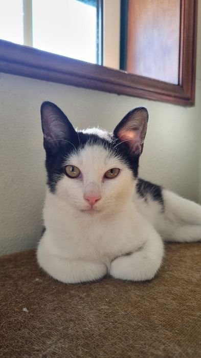 Timor- gato jovem (5 meses para adoção)