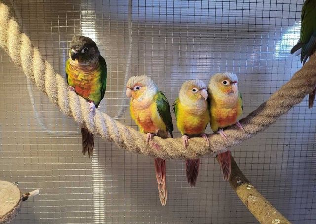 Птенцы попугаев Пиррура, которые обладают умением разговаривать