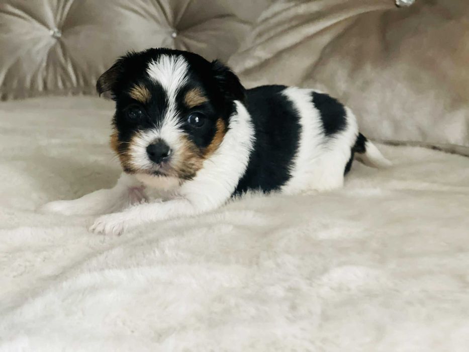 York Biewer - piękna malutka suczka po sprawdzonych przodkach.