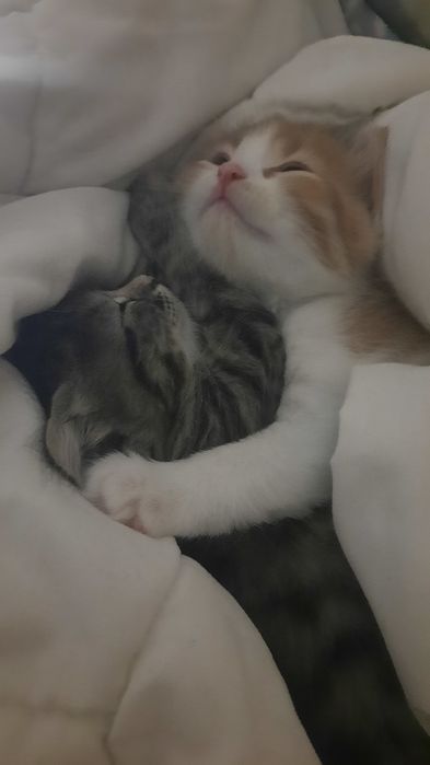 Маленькие детки  ищут маму