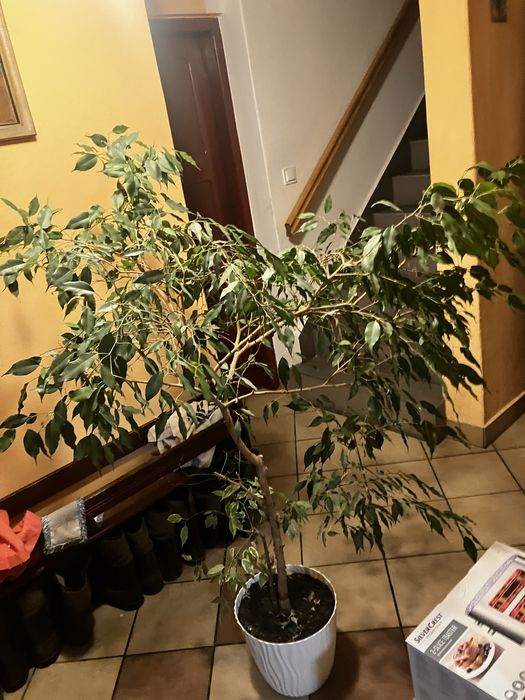 Kwiatek Fikus Benjamina