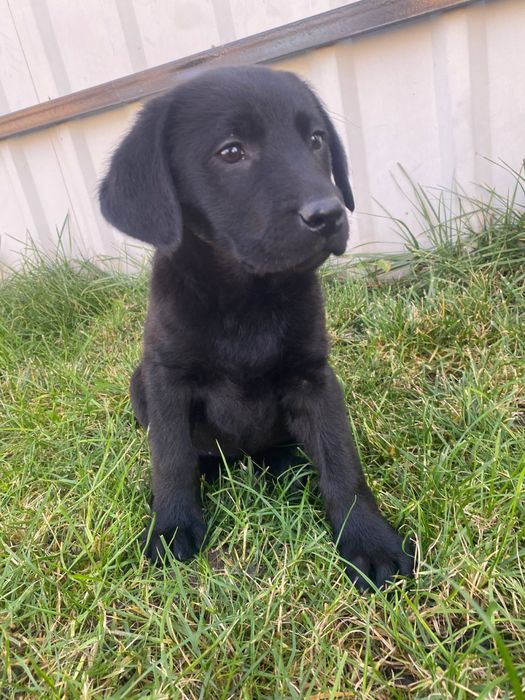 Лабрадор -ретривер