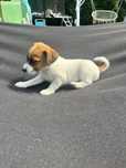 Piesek szczeniak Jack Russel Terrier z Rodowodem