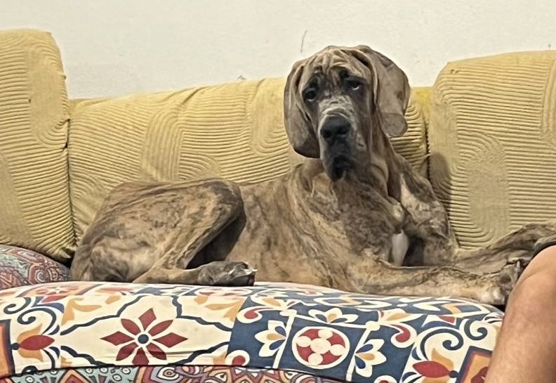 Dogue alemao macho isabela 6 meses