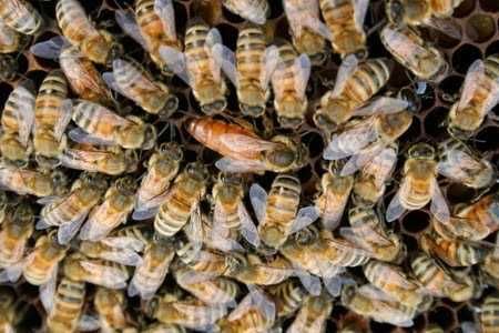 Продам бджолосім'ї з вуликами